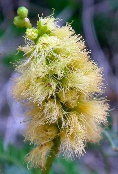 Catclaw Acacia